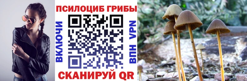 нарко площадка клад  Строитель  Псилоцибиновые грибы Psilocybine cubensis 